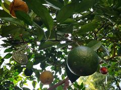 -春花秋色城市公园