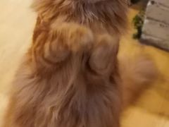 -藏猫猫咖啡主题馆(中央大道店)