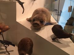 -墨尔本博物馆(Melbourne Museum)