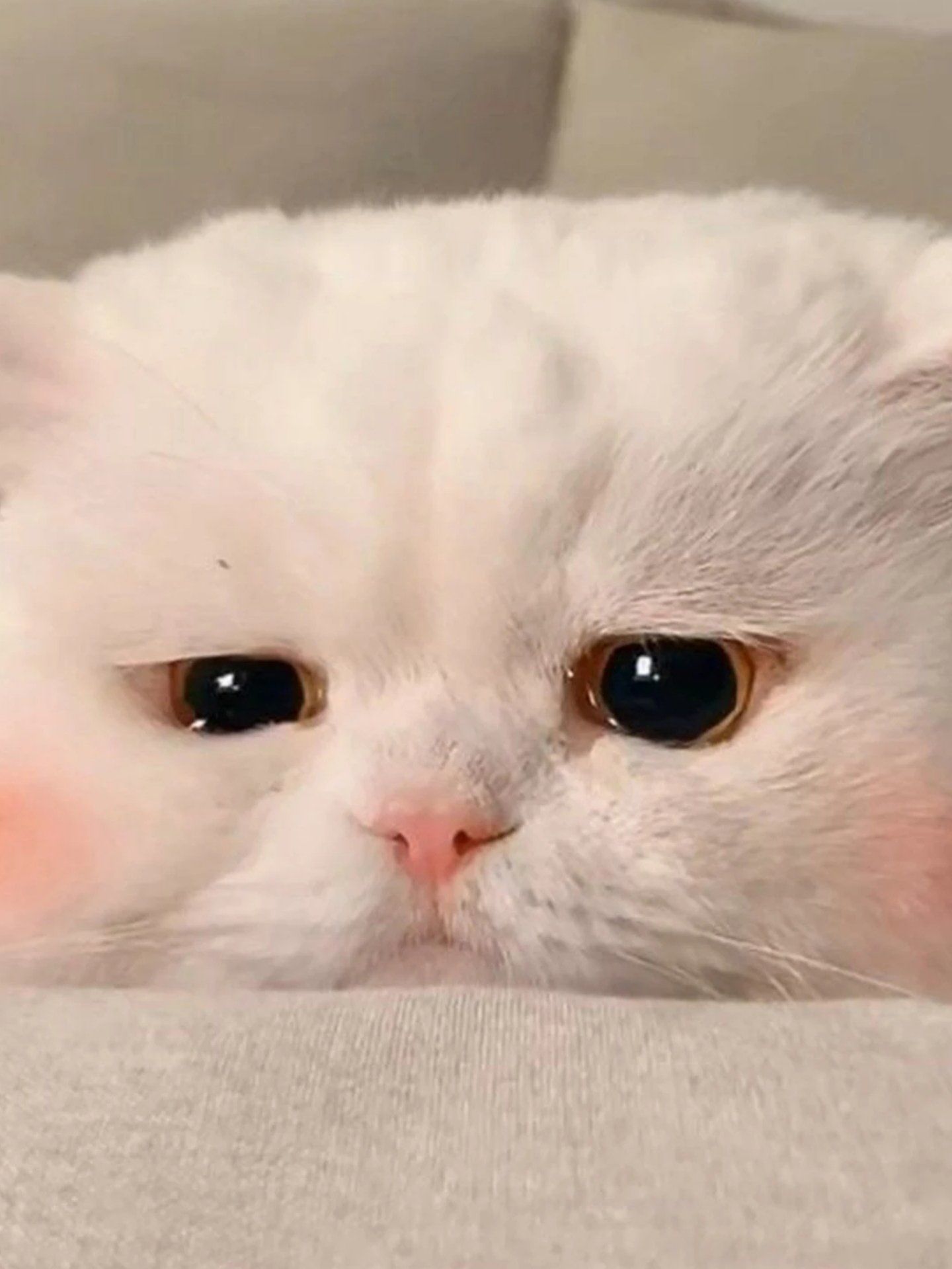 🍩超治愈猫表情🧽