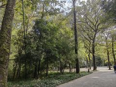 -灵谷景区