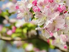 -海棠花溪(元大都城垣遗址公园)