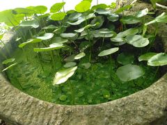 -老木棉·匠园