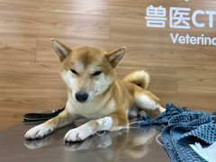 -爱侣宠医·鹦鹉专科·小型哺乳类·异宠专科(灵石路店)