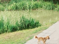 -白鹭湾湿地公园