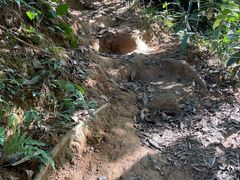 -黄埔油麻山森林公园