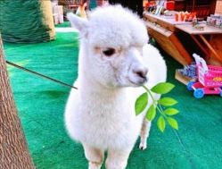 -萌宠亲子动物乐园(槐房万达店)