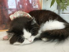 -共舞时光猫咖·狗咖(新街口店)