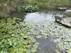 -泗洪洪泽湖湿地景区