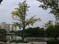 -新江湾城公园