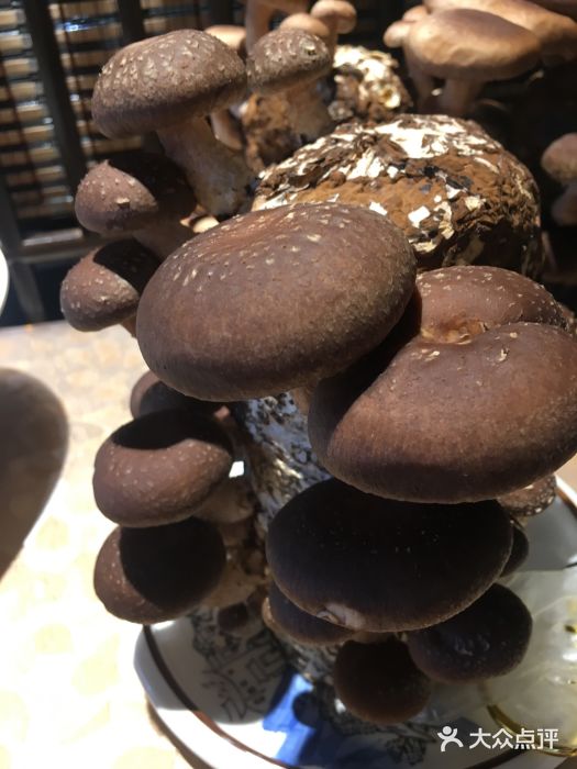 先机®·泉水鸡汤(七星岗店)图片