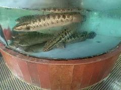 -金龙渔港(双楠店)