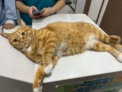 -派特宠物医院(圆融广场店)