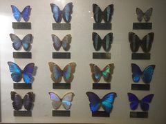 -上海昆虫博物馆