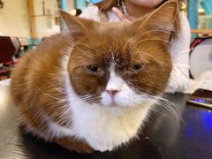 -猫小院猫主题咖啡厅(北锣店)
