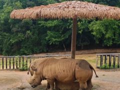 -泉州海丝野生动物世界