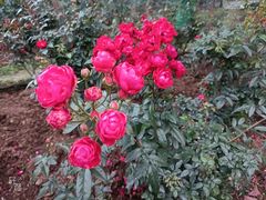 -人民公园(罗湖区)