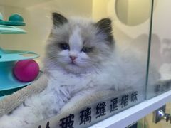 -小猫来了·猫舍(红山六九七九店)