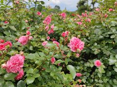 -都江堰玫瑰花溪谷