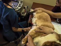 -美联众合动物医院·24h转诊中心
