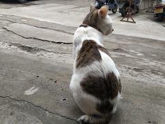 -胖胖板凳面