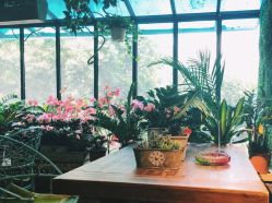 点击看大图 -金棕榈