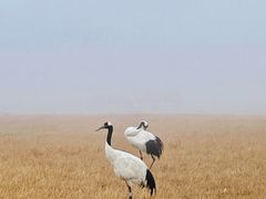 -盐城丹顶鹤湿地生态旅游区