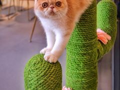 -飞行喵MR PILOT|猫舍·猫咖(静安大融城店)
