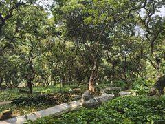 -黄埔荔枝公园