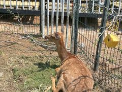 -丽泽山庄·生态怀柔菜·虹鳟鱼(红螺寺店)