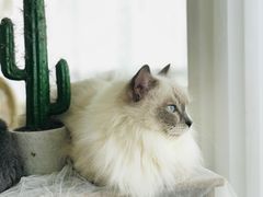 -共舞时光猫咖·狗咖(新街口店)
