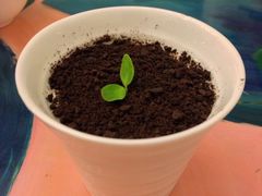 盆栽布丁-朵朵开素食餐厅(后宰门街店)