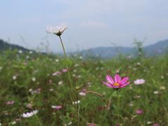 -木洞河街
