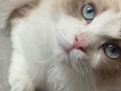 -lincat·猫舍(广州店)