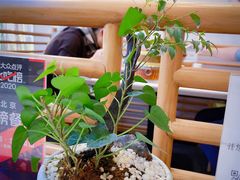 -御仙都北京菜馆·烤鸭店(双井店)