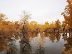 -金塔沙漠胡杨林景区