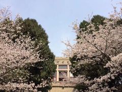 -武汉大学-樱园