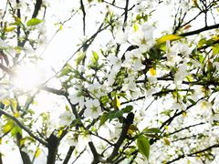 -西北湖绿化广场