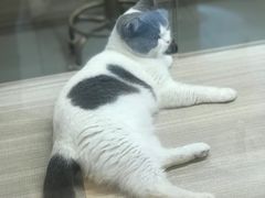 -飞行喵MR PILOT|猫舍·猫咖(静安大融城店)