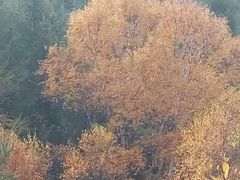 -苏木山森林公园