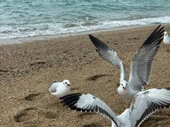 -青海湖国家重点风景名胜区