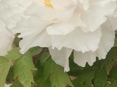 -石家庄市植物园