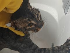 -宠物梦想家(日月豪庭店)