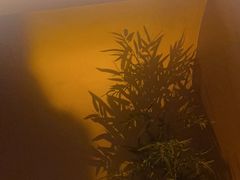 -宁采臣Sleep·采耳·SPA放松馆(湖里万达店)
