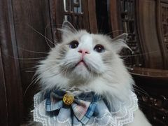 -东方名猫馆·英短金渐层布偶猫舍(环线广场1号楼店)