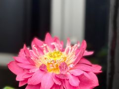 -陈家山荷花公园