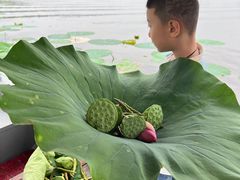 -白洋淀景区