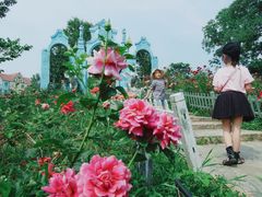 -大塘金香草谷