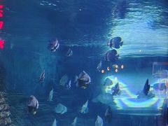 -烟台海昌鲸鲨海洋公园