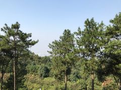 -铁山坪森林公园